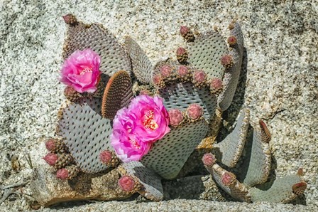 Pink Desert Flower by Janice Sullivan art print