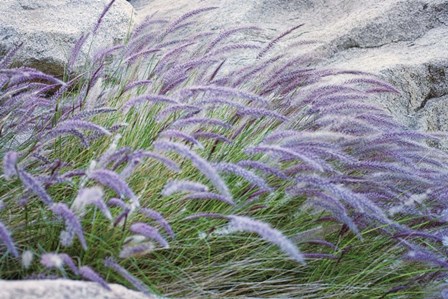 Purple Wild Grass II by Janice Sullivan art print