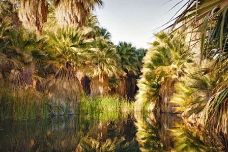 Palms Reflecting by Janice Sullivan art print