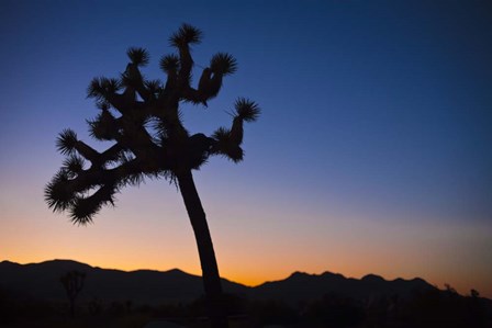 Joshua Tree II by Janice Sullivan art print