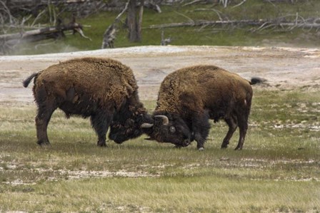 Bison Bulls Sparing by Galloimages Online art print