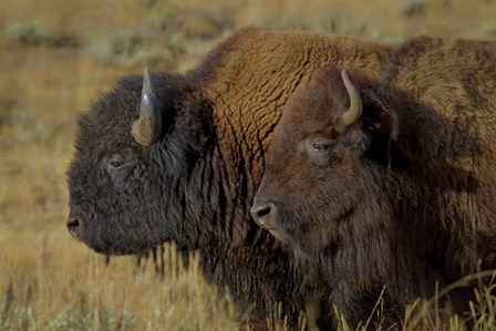 Bison Duo by Galloimages Online art print