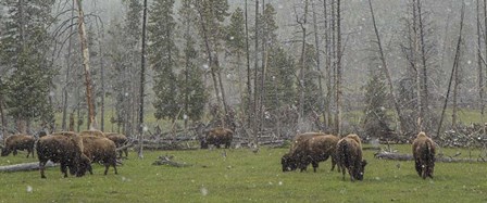 Bison Grazing in Snow by Galloimages Online art print