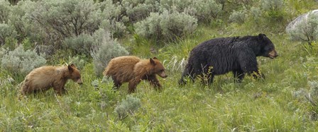Sow and Cubs Walking by Galloimages Online art print