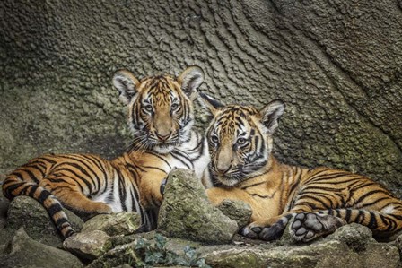 Brothers Twosome by Galloimages Online art print