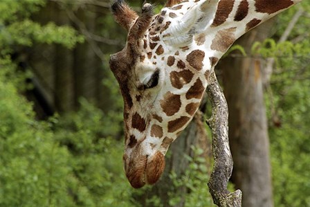 Giraffe 2 by Galloimages Online art print