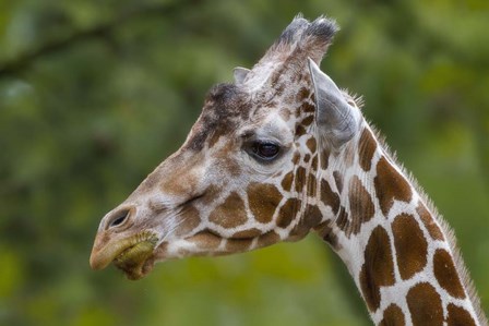 Giraffe Portrait by Galloimages Online art print