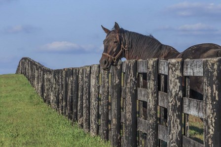 Hanging Out by Galloimages Online art print