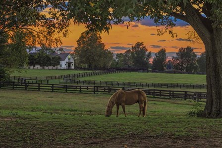 Horse Farm Sunset by Galloimages Online art print