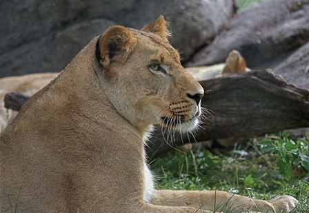 Lioness by Galloimages Online art print