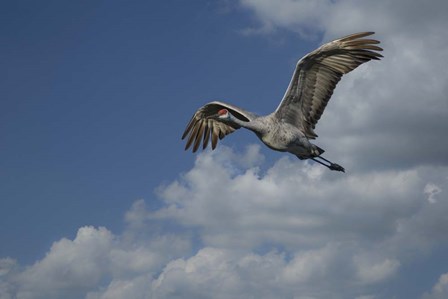 Sandhill Crane In Flight by Galloimages Online art print