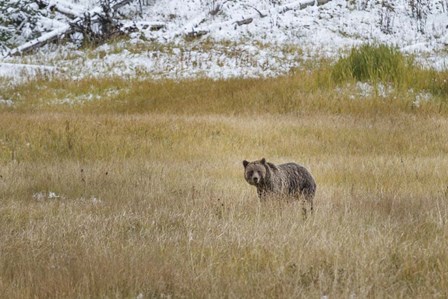 Young Grizzly In Yellowstone by Galloimages Online art print