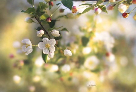 Blush Blossoms I by Sue Schlabach art print
