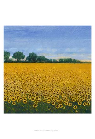 Field of Sunflowers I by Timothy O&#39;Toole art print