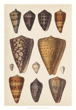 Antique Cone Shells I art print