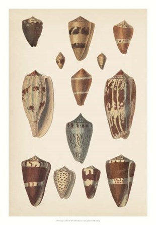 Antique Cone Shells II art print
