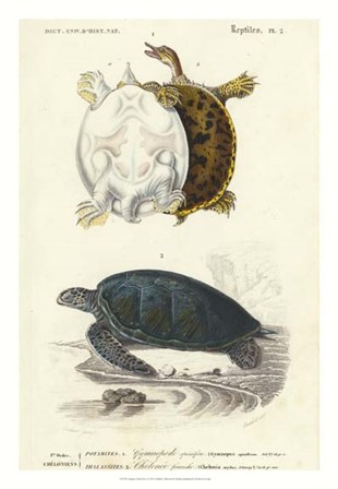 Antique Turtle Duo I by Oudart art print