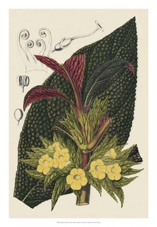 Begonia Varieties II by Stroobant art print