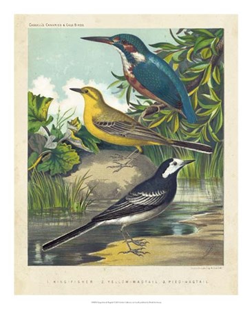 King-fisher &amp; Wagtails by Cassell art print