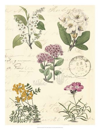 Botanical Journal II by Vision Studio art print