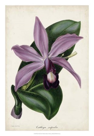 Plum Orchid by Joseph Paxton art print