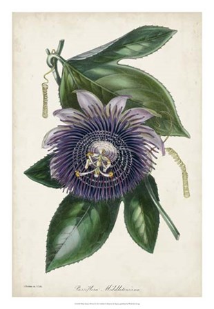 Plum Passion Flower by Joseph Paxton art print