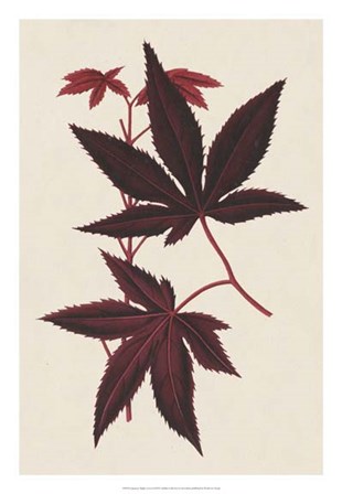 Japanese Maple Leaves I by Stroobant art print