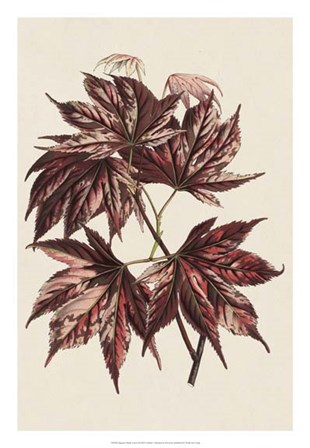 Japanese Maple Leaves II by Stroobant art print