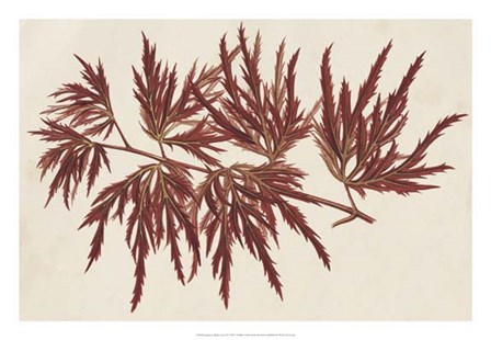 Japanese Maple Leaves IV by Stroobant art print