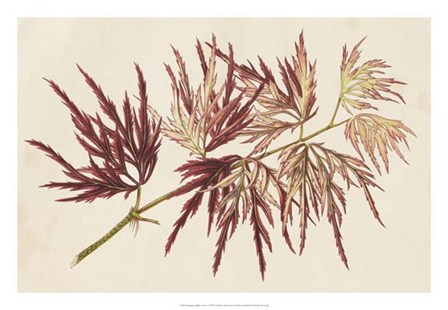 Japanese Maple Leaves V by Stroobant art print
