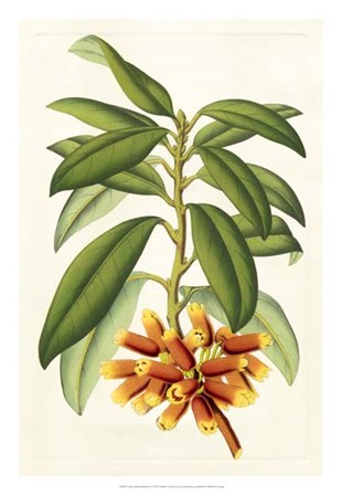 Tropical Rhododendron I by Horto Van Houtteano art print