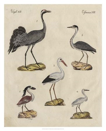 Heron Classification I by Friedrich Strack art print
