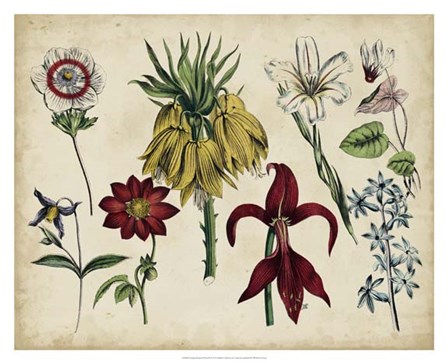 Antique Botanical Chart III art print