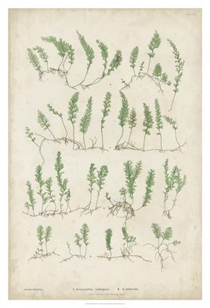 Bradbury Ferns III by Henry Bradbury art print