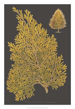 Trees &amp; Leaves III by Vision Studio art print