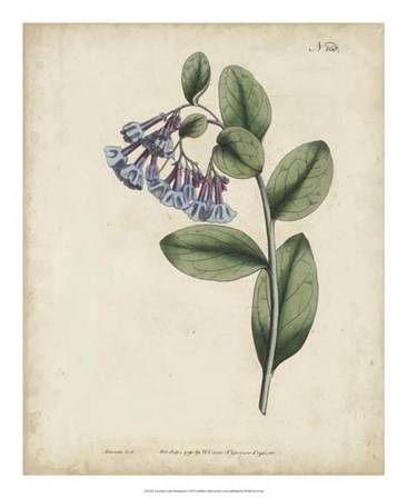 Lavender Curtis Botanicals I by Edward S. Curtis art print