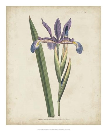 Lavender Curtis Botanicals III by Edward S. Curtis art print