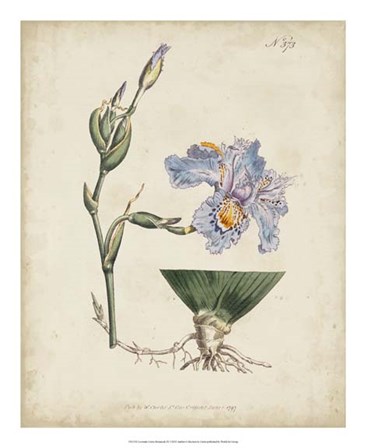 Lavender Curtis Botanicals IV by Edward S. Curtis art print