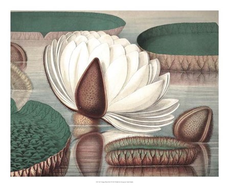 Vintage Water Lily I by Vision Studio art print