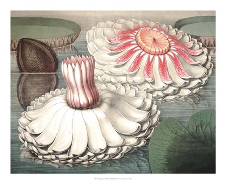 Vintage Water Lily II by Vision Studio art print