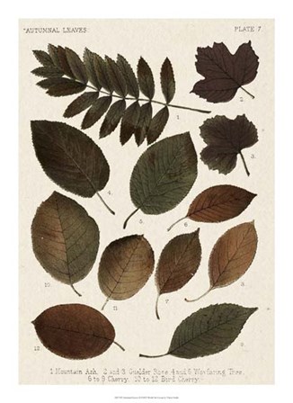 Autumnal Leaves II by Vision Studio art print