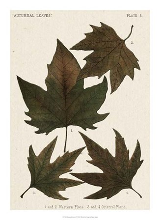 Autumnal Leaves IV by Vision Studio art print