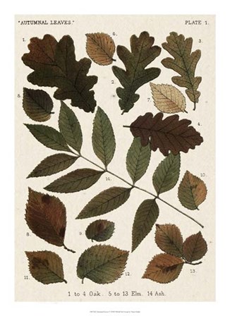 Autumnal Leaves V by Vision Studio art print