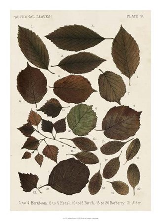 Autumnal Leaves VI by Vision Studio art print