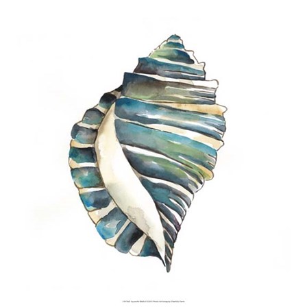 Aquarelle Shells I by Chariklia Zarris art print