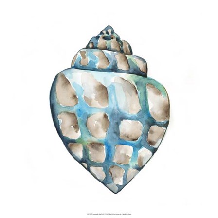 Aquarelle Shells V by Chariklia Zarris art print