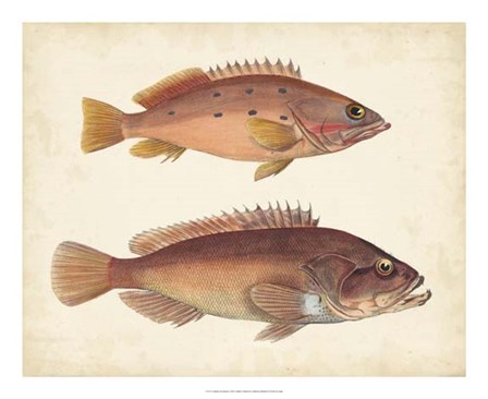 Antique Fish Species I art print