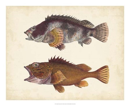 Antique Fish Species II art print