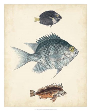 Antique Fish Species III art print