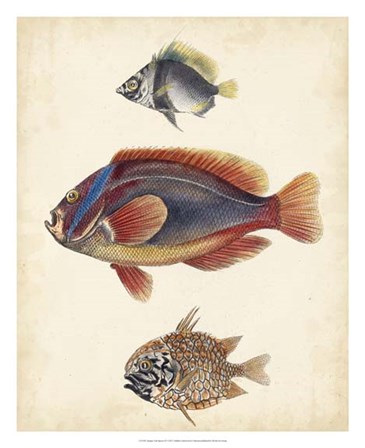 Antique Fish Species IV art print